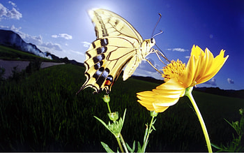 Butterflies, Insects HD wallpaper