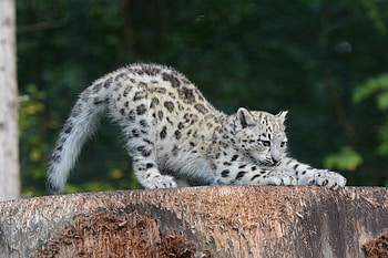 Animals, Snow Leopard, Young, Predator, Joey, Stretching, Sipping HD wallpaper
