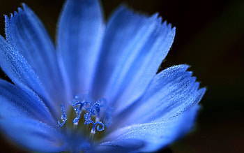 Background, Flower, Macro, Petals HD wallpaper