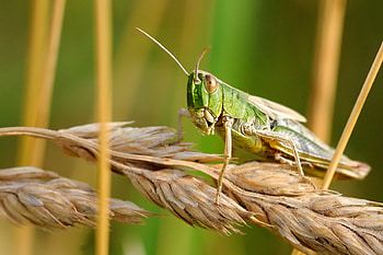 Green grasshopper, Wheat, Stock HD wallpaper