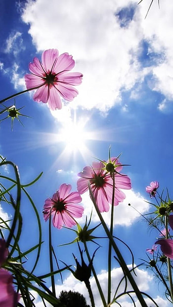 Flower, Sky Background HD phone wallpaper