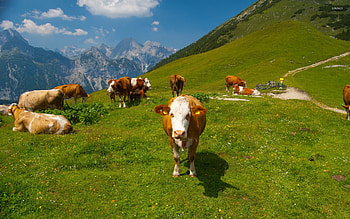 More cows in the Alps, Cows, Mountains, Grass, Trees HD wallpaper