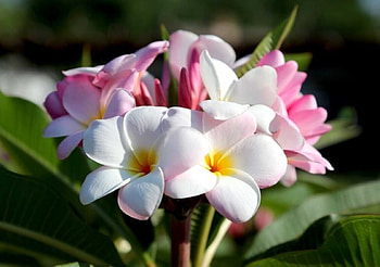 Plumerias, White, Flowers, Summer, Pink HD wallpaper
