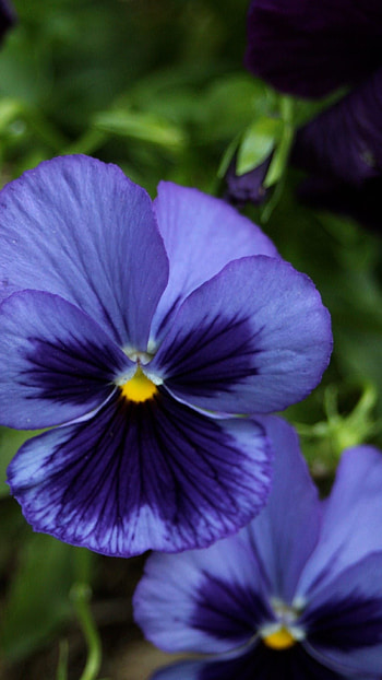Pansy, Blue, Adorable, Flower HD phone wallpaper