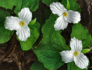 Trillium 1, graphy, floral, romance, trillium, beauty, wide screen, flower, love HD wallpaper