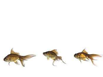 fish, wise HD wallpaper