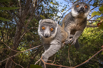 Biodiversity in Madagascar, Conservation Efforts, Environmental Guardians, Yves Rocher Foundation HD wallpaper