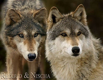 Redbud & Nischa, animal, native, color, dreamcatcher, nischa, redbud, wolf, indian HD wallpaper