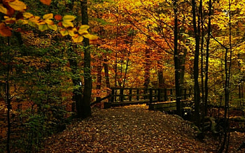 Autumn forest, trees, autumn, nature, forest HD wallpaper