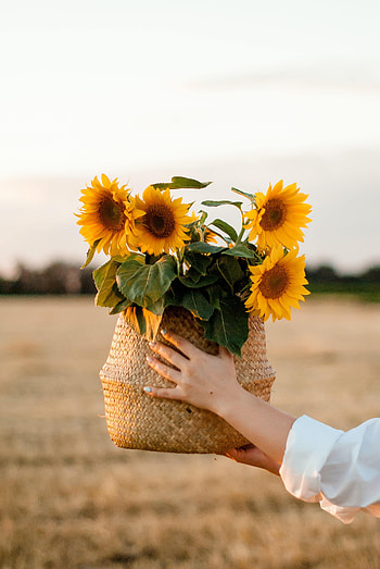 Flowers, Sunflowers, Hands, Basket HD phone wallpaper