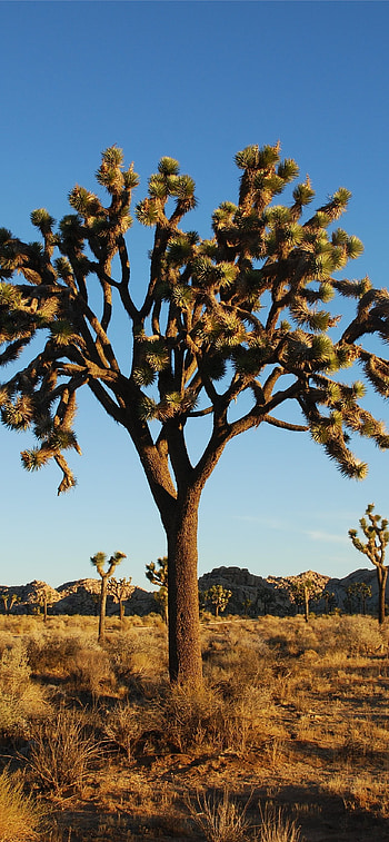 Joshua Tree National Park, , , Serene beauty HD phone wallpaper