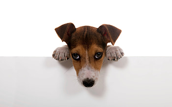 Animals, Dogs HD wallpaper