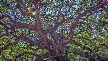 Oak Tree, Massive angel tree, Ancient tree, Kde store HD wallpaper