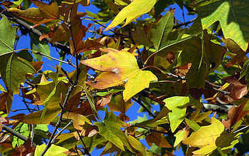 Nature, Autumn, Leaves, Dry, Maple HD wallpaper