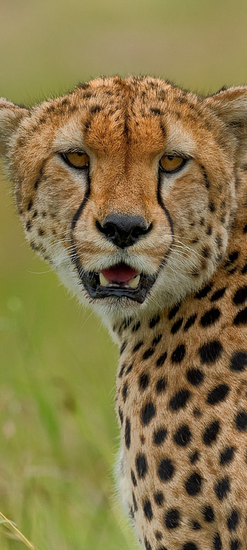 Animal cheetah, Majestic predator, Captivating wildlife, Powerful hunter HD phone wallpaper