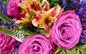 Flowers, colors, beautiful, nature HD wallpaper