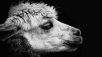 Monochrome, Alpacas HD wallpaper