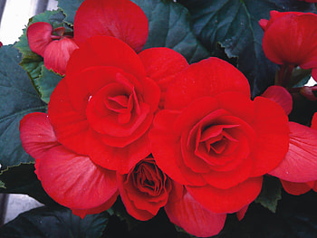 BEGONIAS, Green, Leaves, Petals, Red HD wallpaper