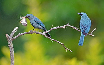 Animals, Bird, Couple, Pair, Branch, Butterfly HD wallpaper