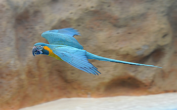 Blue-throated macaw (Ara glaucogularis) in flight, Loro Parque, Tenerife, Spain, Animal, macaw HD wallpaper