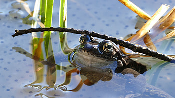 Animals, Pond, Frog, Amphibian HD wallpaper