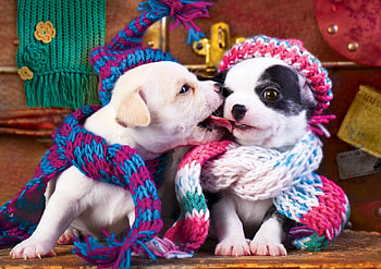 :D, kiss, funny, hat, caine, sweet, dog, cute, valentine, pink, puppy, couple, scarf HD wallpaper