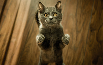 Here! Here!, pisica, animal, eyes, cat, funny, paw HD wallpaper