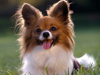 sweetness, dog, white, cute, grass HD wallpaper
