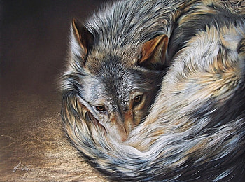 Resting Wolf, artwork, sleepy, predator, painting HD wallpaper