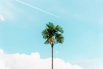 Nature, Sky, Wood, Tree, Palm, Branches, Branch HD wallpaper