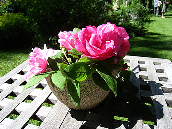 Still Life, table, pink, roses, grass, pot HD wallpaper