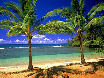 Palms, sea, sandy, palm, beach HD wallpaper