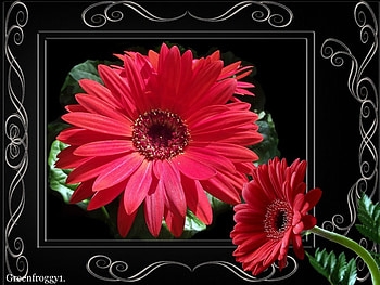 LOVELY GERBERA, FLOWER, LOVELY, GERBERA, FRAMED HD wallpaper