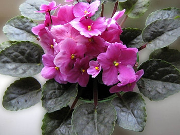 Purple Flowers, purple, flowers, indoor, pot HD wallpaper