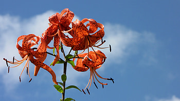 Red flower, blue, moment, summer, sky HD wallpaper