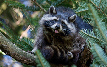 Animals, Nature, Wood, Tree, Raccoon HD wallpaper