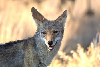 Coyote, Wild animal, Jungle beauty HD wallpaper