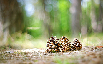 Grass, Cones, Macro, Forest HD wallpaper