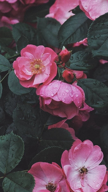 Baddie Pink, Pink, Wild Rose HD phone wallpaper