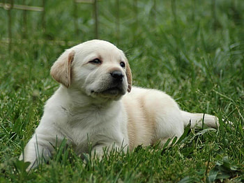 I'm Waiting for You, dogs, grass, summer, puppy, animals, green, nature, down, retriever HD wallpaper
