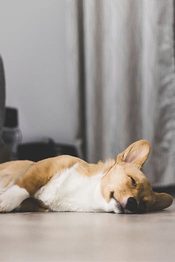 Cute corgi puppy peacefully sleeping on the floor inside a cozy room. HD phone wallpaper