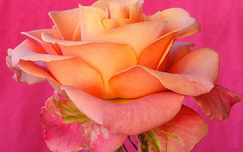 beautiful flowered , gorgeous, beautiful, orange, flower HD wallpaper