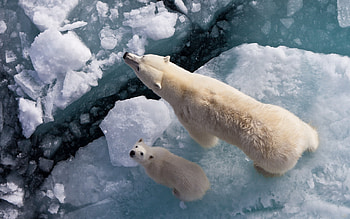 Endangered Spiecies, animal, polar bear, bear, snow, ice HD wallpaper