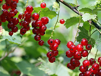 Plants, Fruits, Food, Berries, Currant HD wallpaper