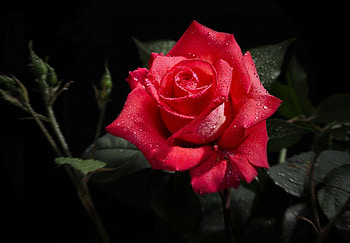 Flowers, Drops, Flower, Rose Flower, Rose, Bud, Freshness, Black Background HD wallpaper