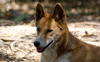 Animals, Shadow, Wild Dog, Dingo HD wallpaper