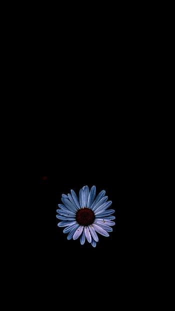 Flower, Dark, Midnight, Petal HD phone wallpaper
