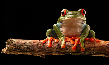 Captivating amphibious creature, Vibrant red-eyed frog, Stunning graphy, AZ Animals HD wallpaper