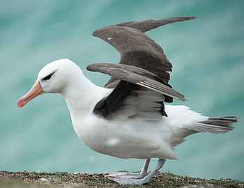 Seabird wonder, Albatross beauty, , Inspiring avian artistry HD wallpaper