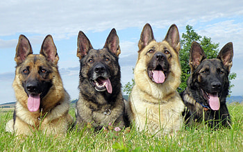 Animals, Dogs, Shepherds, To Lie Down, Lie, Protruding Tongue, Tongue Stuck Out, Lots Of, Multitude HD wallpaper